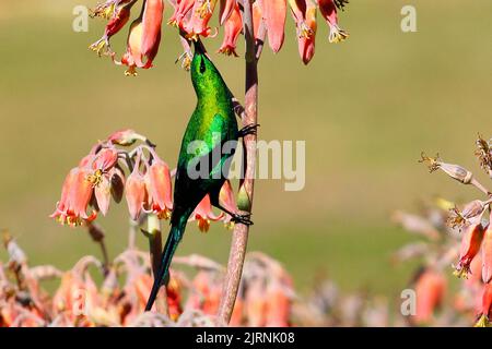 Akrobatische Malachit-Sonnenvögel, die ihren langen, entkerbten Schnabel zur Blumenernährung in einem Garten in Kapstadt verwendeten Stockfoto