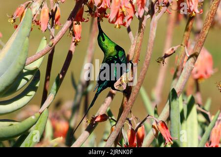 Akrobatische Malachit-Sonnenvögel, die ihren langen, entkerbten Schnabel zur Blumenernährung in einem Garten in Kapstadt verwendeten Stockfoto