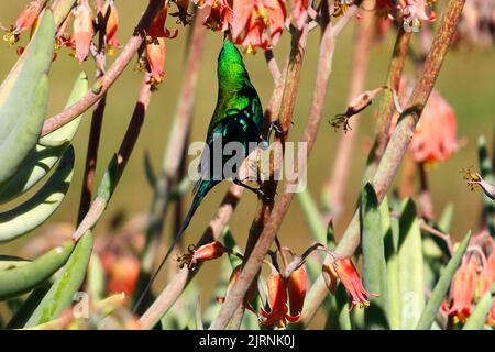 Akrobatische Malachit-Sonnenvögel, die ihren langen, entkerbten Schnabel zur Blumenernährung in einem Garten in Kapstadt verwendeten Stockfoto