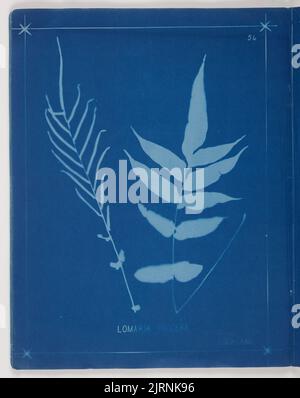 Lomaria Procera. Aus dem Album: Neuseeländische Farne. 148 Sorten, 1880, Auckland, von Herbert Dobbie. Stockfoto
