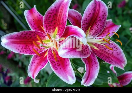 Zwei pinkfarbene Sterngucker-Lilien im abendlichen Sommergarten in St. Croix Falls, Wisconsin, USA. Stockfoto