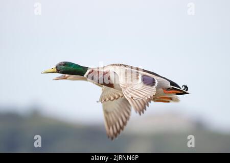 Ein paar wilde Enten auf dem Flug über die Douro-Flussgrenze. Stockfoto