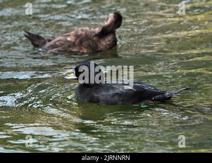 EURASISCHER GEMEINER SCOTER 001 PIC MIKE WALKER, MIKE WALKER PICTURES, 2012 Stockfoto