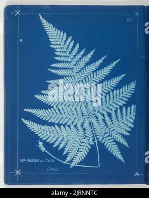 Nephrodium Velutinum. Aus dem Album: Neuseeländische Farne. 148 Sorten, 1880, Auckland, von Herbert Dobbie. Stockfoto