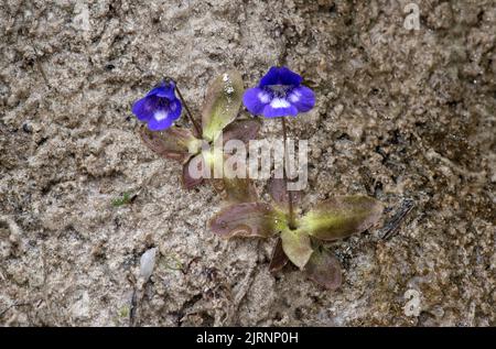 Fettkraut (Pinguicula vulgaris), eine fleischfressende Pflanze, Binntal, Wallis, Schweiz Stockfoto