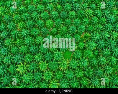 Luftaufnahme der Palmölplantage in Krabi Thailand. Blick von oben auf Palmen mit Sonnenschein am Sommertag. Schöne natürliche Landschaft Hintergrund. Stockfoto