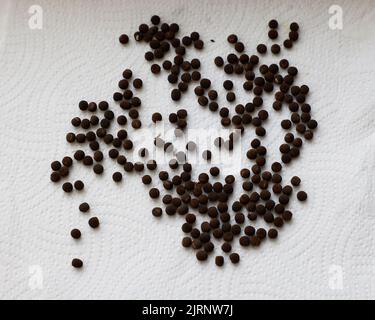 Ansicht von oben nach unten auf weißem Hintergrund von braunen runden Lathyrus odoratus-Samen. Flachlage für Garten- und Pflanzenbau. Stockfoto