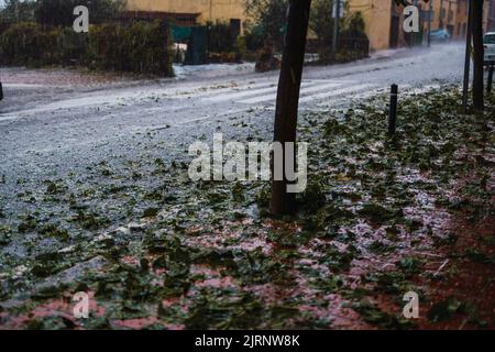 Detail des Baumbruchs durch den Hagelsturm durch das meteorologische Phänomen DANA in Barcelona - El Bruc, Spanien 25 Aug 2022 Stockfoto