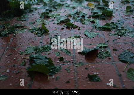 Detail des Bodens nach dem Hail-Sturm, verursacht durch das meteorologische Phänomen DANA in Barcelona- El Bruc, Spanien 25. August 2022 Stockfoto