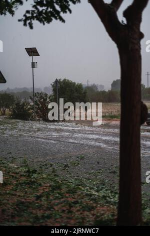 Detail des Baumbruchs durch den Hagelsturm durch das meteorologische Phänomen DANA in Barcelona - El Bruc, Spanien 25 Aug 2022. Vertikal Stockfoto