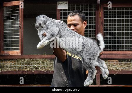 Lembang, West-Java, Indonesien. 25. August 2022. Züchter zeigen den kontinentalen Riesen- oder deutschen Riesen-Kaninchen-Typ auf der Arya Aditya Rabbitry Farm in Lembang. Deutsche Riesenkaninchen in der Rabbitrierfarm Arya Aditya werden für $270 bis $1300 pro Kaninchen verkauft und wurden in eine Reihe von größeren Städten in Indonesien und im Ausland exportiert, darunter Malaysia, Brunei Darussalam, Singapur, Thailand, Vietnam, Philippinen, Japan und in Europa Polen, Frankreich, Belgien und Deutschland. (Bild: © Algi Febri Sugita/ZUMA Press Wire) Stockfoto
