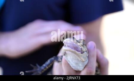 Eine Nahaufnahme eines Babygators in den Händen eines Mannes Stockfoto