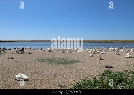 Stumme Schwäne warten auf die Fütterungszeit auf dem Schotter in der Abbotsbury Swannery in Dorset, England Stockfoto