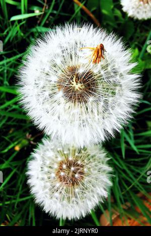 Eine vertikale Aufnahme von Dandelionensamen bei Tageslicht Stockfoto