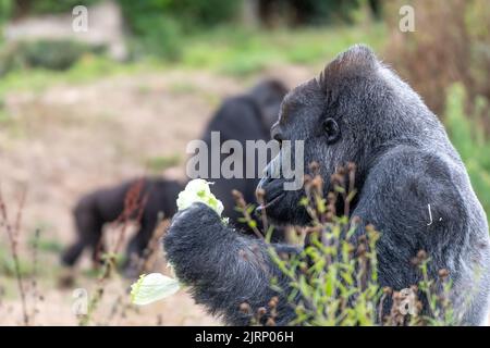 Silverback Gorilla schaut sich etwas Essen an Stockfoto