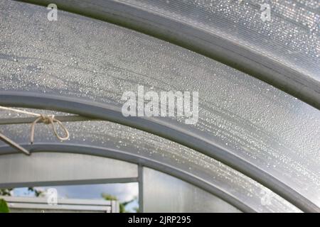 Das durchsichtige Dach des Gewächshauses für die Gemüsepflanzen im Sommer auf dem Bauernhof. Stockfoto