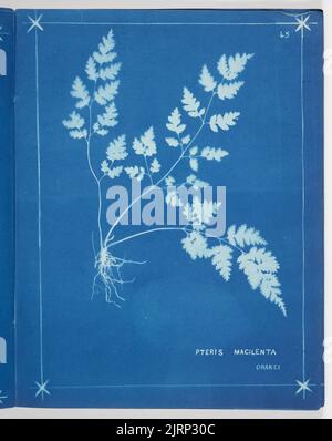 Pteris Macilenta. Aus dem Album: Neuseeländische Farne. 148 Sorten, 1880, Auckland, von Herbert Dobbie. Stockfoto