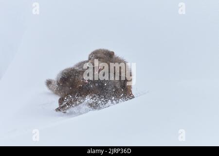 Weibliche arktische Füchse kämpfen (Vulpes lagopus). Hornstrandir, Island. Blaue Farbe Morph im Wintermantel. Februar. Mit einer kleinen Menge an natürlichen Köder Stockfoto