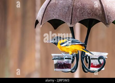 Männliche baltimore-Oleole an einem Sommertag in Taylors Falls, Minnesota, USA. Stockfoto