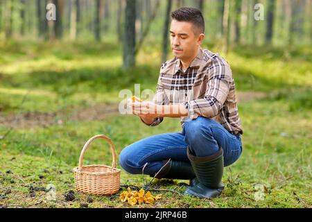 Mann mit Korb, der Pilze im Wald pflückt Stockfoto