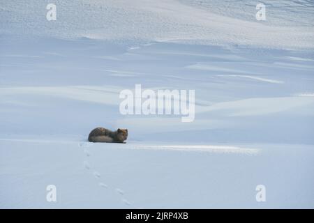 Weiblicher Polarfuchs (Vulpes lagopus). Hornstrandir, Island. Blaue Farbe Morph im Wintermantel. Februar. Stockfoto
