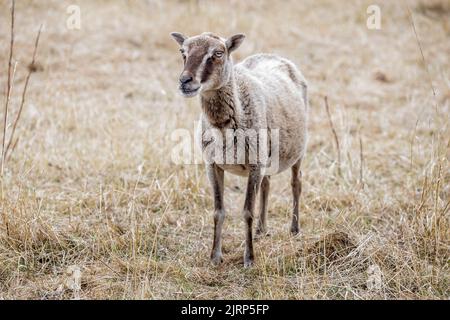 Nahaufnahme eines kleinen Schafes mit braun-weiß gestreiftem Kopf - seltene Rasse - freuen uns auf Feld von gelbem Gras Stockfoto