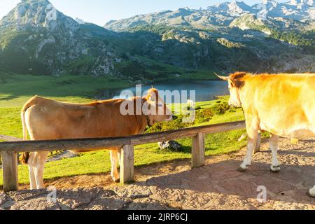 Asturian Mountain Cattle Kuh sitzt auf dem Rasen in einem Nationalpark zwischen den Bergen bei Sonnenuntergang Stockfoto