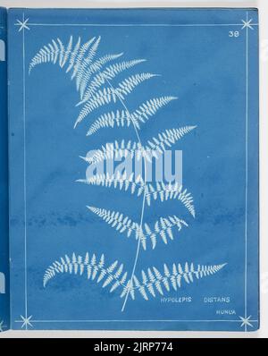 Hypolepis Distans. Aus dem Album: Neuseeländische Farne. 148 Sorten, 1880, Auckland, von Herbert Dobbie. Stockfoto
