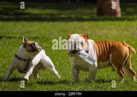 Zwei Hunde spielen im Park. Stockfoto