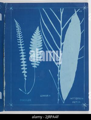 Lomaria. Aus dem Album: Neuseeländische Farne. 148 Sorten, 1880, Auckland, von Herbert Dobbie. Stockfoto