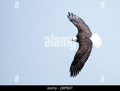 Ein Weißkopfseeadler, der frei mit weit geöffneten Flügeln in einem klaren Himmel fliegt Stockfoto