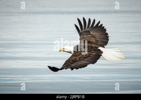 Ein Weißkopfseeadler fliegt frei mit weit geöffneten Flügeln über das Meer Stockfoto