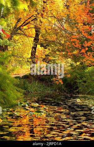 Wunderschöne Herbstfarben mit Teichreflexionen im VanDusen Botanical Garden in Vancouver, British Columbia Stockfoto