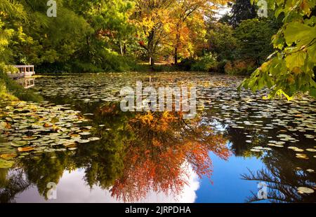 Wunderschöne Herbstfarben mit Teichreflexionen im VanDusen Botanical Garden in Vancouver, British Columbia Stockfoto