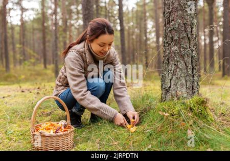 Junge Frau Pilze im Herbst Wald Stockfoto
