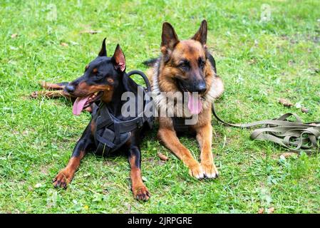 Dobermann und Deutscher Schäferhund, auf dem Gras im Wald. Hochwertige Fotos Stockfoto