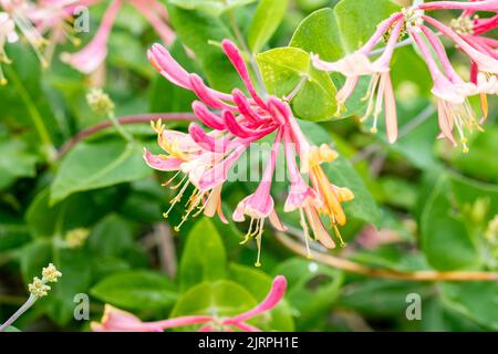 Blüten und Knospen von Goldflame Honeysuckle, Lonicera x heckrottii in Wichita, Kansas, USA. Stockfoto