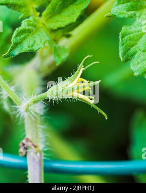 Eine einzelne Tomatenblüte, Solanum lycopersicum, wächst auf einer Tomatenpflanze. Wichita, Kansas, USA. Stockfoto