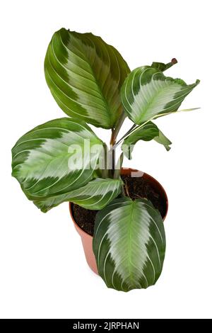 Exotische Zimmerpflanze „Maranta Leuconeura Silver Band“ in Blumentopf auf weißem Hintergrund Stockfoto