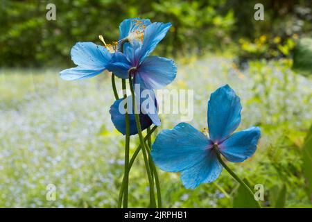 Himalayan Blue Mohn im Frühling Stockfoto