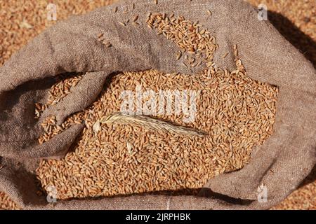 Nahaufnahme von natürlichen goldenen Weizenspitzen und Vollkornkörnern im Jute-Sack mit Weizenkörnern Hintergrund. Getreideernte. Zutat für die Herstellung von Brot. Agri Stockfoto