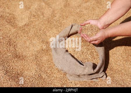 Die Weizenkörner in der Hand nach der guten Ernte des erfolgreichen Bauern. Hände von Landwirten, die Weizenkörner in einem Jutesack poren und sieben. Agrarkonzept. Der Geschäftsmann überprüft die Qualität des Weizens Stockfoto