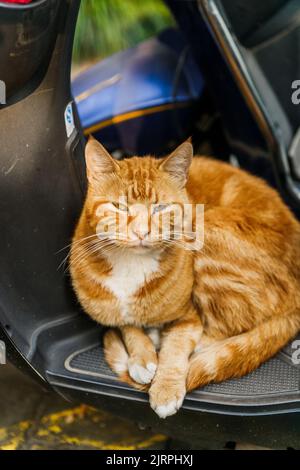 Eine vertikale Aufnahme einer Orange Tabby Katze, die auf einem Roller in der Innenstadt von Shanghai liegt Stockfoto