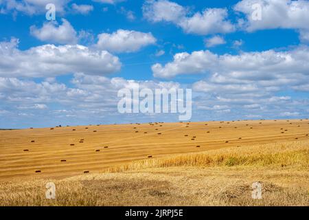 Blick auf ein Getreidefeld mit quadratischen Strohballen im South Downs National Park, East Sussex, England Stockfoto