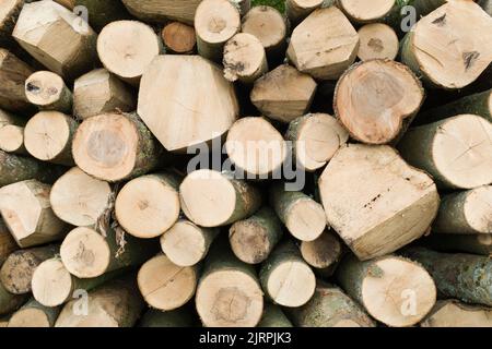 In einem Wald oder Garten gestapelte Baumstämme. Baumfällung in Großbritannien Stockfoto