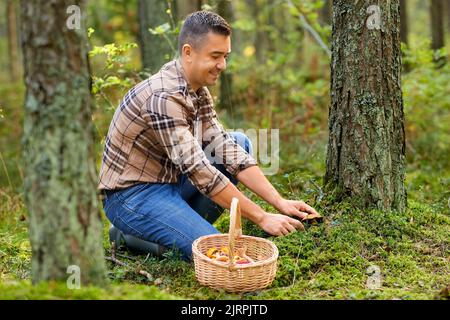 Glücklicher Mann mit Korb Pilze im Wald pflücken Stockfoto