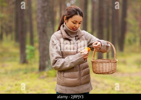 Junge Frau Pilze im Herbst Wald Stockfoto