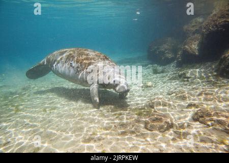 Manatee schwimmt in der Three Sisters Spring im Crystal River unter Wasser Stockfoto