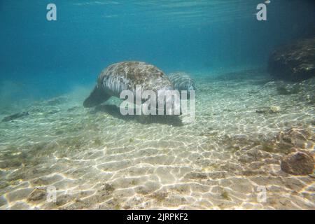 Manatee schwimmt in der Three Sisters Spring im Crystal River unter Wasser Stockfoto