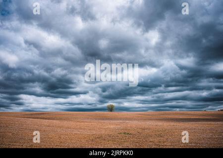 Eineinziger Baum in gepflügtem Farmfeld mit stürmischem Himmel Stockfoto